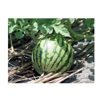 설치사례_시설원예