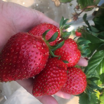 설치사례_시설원예