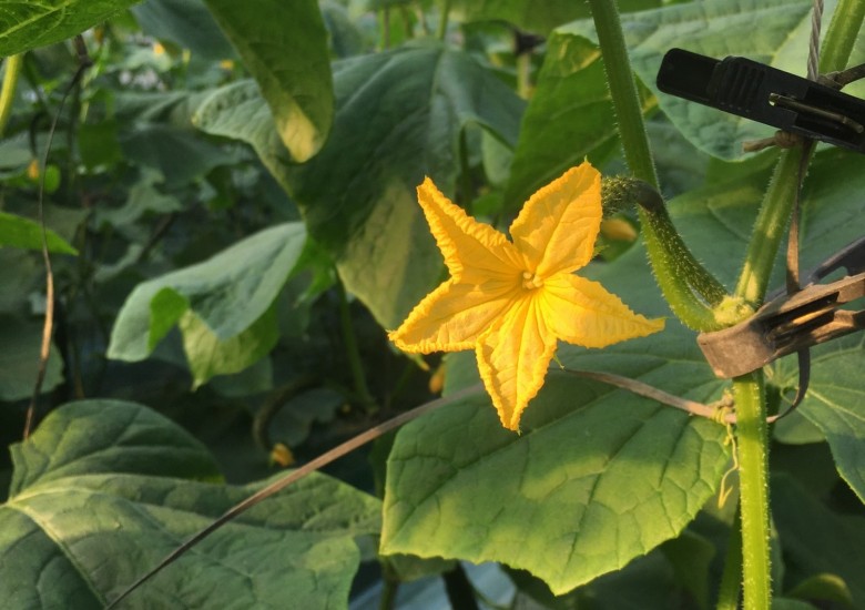 설치사례_시설원예