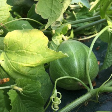 설치사례_시설원예